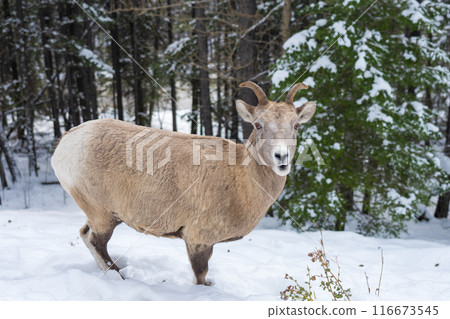 Close-up one young Bighorn Sheep ewe standing in the snowy forest. Banff National Park in October, Mount Norquay, Canadian Rockies, Canada. 116673545