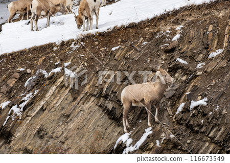 A group of young Bighorn Sheep standing on the snowy rocky mountain hillside. Banff National Park in October, Mount Norquay, Canadian Rockies, Canada. 116673549