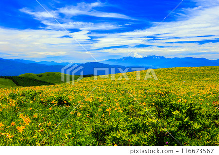 Daylily flower field on the shoulder of Mt. Kurumayama 116673567
