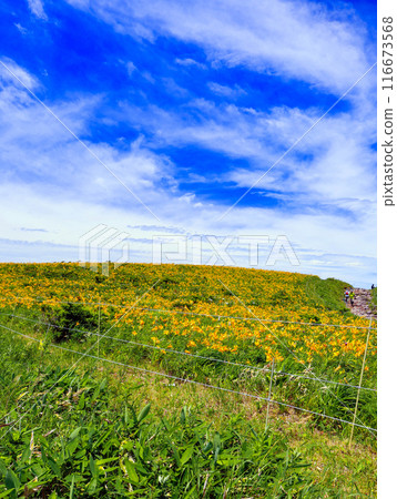 Venus Hill (vertical) 116673568