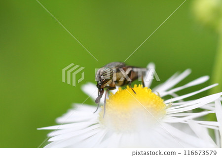 A black-legged goldfly resting on an edible daisy flower 116673579