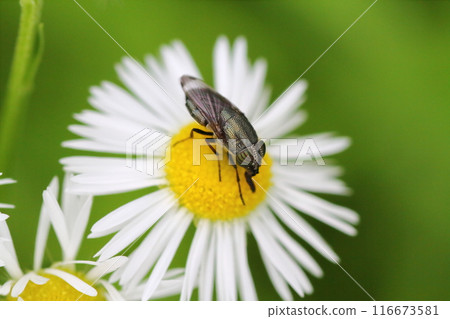 A black-legged goldfly resting on an edible daisy flower 116673581