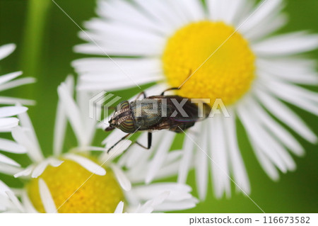 A black-legged goldfly resting on an edible daisy flower 116673582