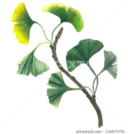 Watercolor illustration of ginkgo biloba branch with leaves. Hand drawn, isolated on white background 116673702