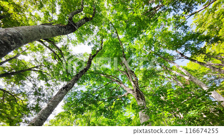 Climbing Mt. Amakasari in summer (Trailhead to Arasugazawa: Beech forest) Climbing Mt. Amakasari in summer (Trailhead to Arasugazawa: Beech forest) 116674255