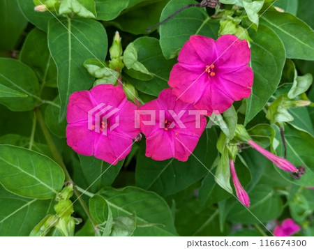 Deep pink Mirabilis flowers blooming in a garden in early summer Deep pink Mirabilis flowers blooming in a garden in early summer 116674300