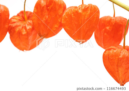 Physalis on white background 116674493