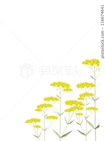 Ominaeshi flower autumn background frame watercolor illustration Ominaeshi flower autumn background frame watercolor illustration 116674641