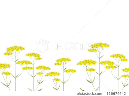 女孩花 Ominaeshi 花秋天背景框架水彩插圖 116674642