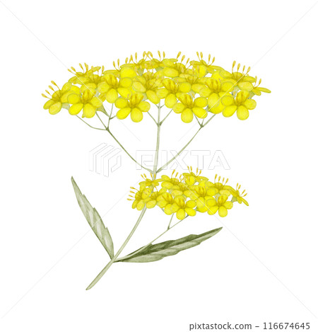 女人花 Ominaeshi 花秋季水彩插圖 116674645