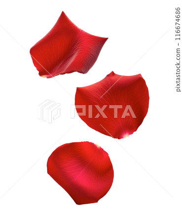 Falling red rose petals 116674686