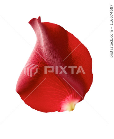 飄落的紅玫瑰花瓣 116674687