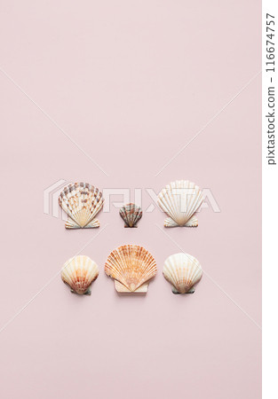 Scallop sea shells natural pattern. Scallop sea shells natural pattern. 116674757