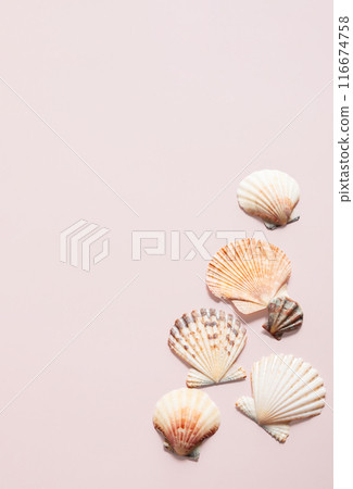 Seashells natural pattern. Summery tourism concept. Seashells natural pattern. Summery tourism concept. 116674758