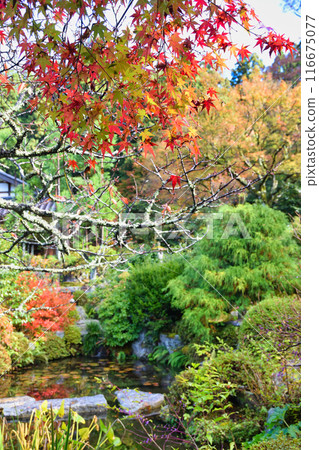 大原實光院舊立學院庭園 美麗的秋天庭園（京都市左京區） 116675077