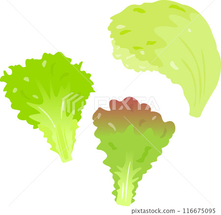 Head lettuce and leaf lettuce leaves 116675095