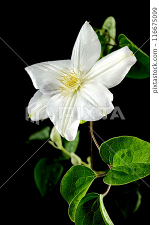 Blooming white clemantis on a black background Blooming white clemantis on a black background 116675099