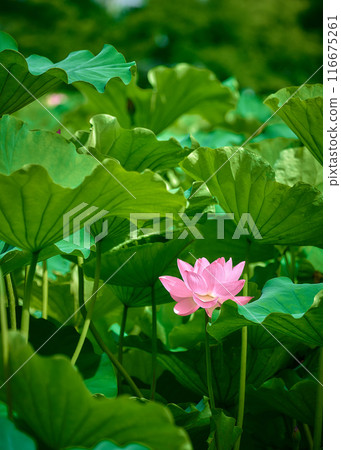 風景與蓮花 風景與蓮花 116675261