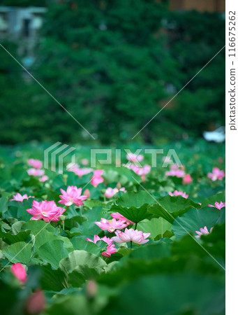 開花在池塘的蓮花 116675262