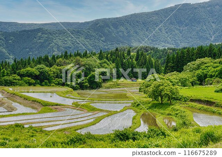 別久的梯田（兵庫縣耶布市） 116675289