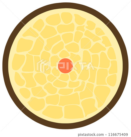 Cross section of hair 116675409