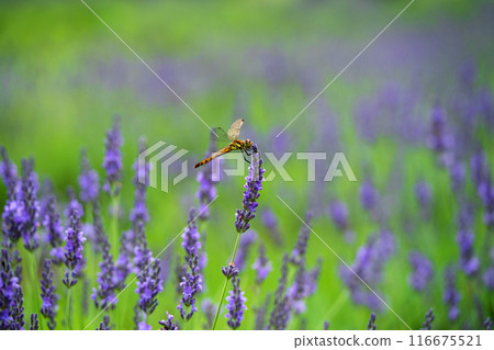 Lavender and dragonfly Lavender and dragonfly 116675521