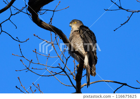 A small bird of prey, the Japanese sparrowhawk, which has been used for falconry in recent years. A small bird of prey, the Japanese sparrowhawk, which has been used for falconry in recent years. 116675625
