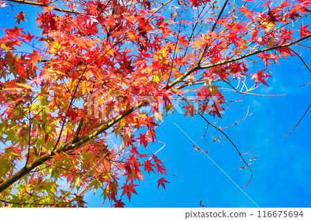 大原實光院舊立學院庭園 秋天的美麗楓葉（京都市左京區） 116675694