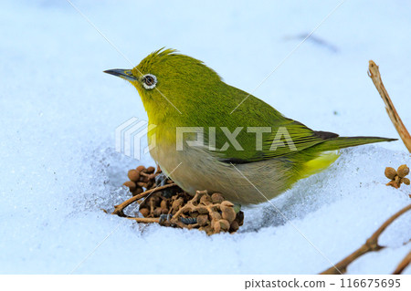 A white-eye bird with a beautiful green body and white glasses that can be mistaken for a warbler. 116675695