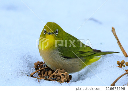 一種白眼鳥，有著美麗的綠色身體和白色的眼鏡，很容易被誤認為是鶯。 116675696