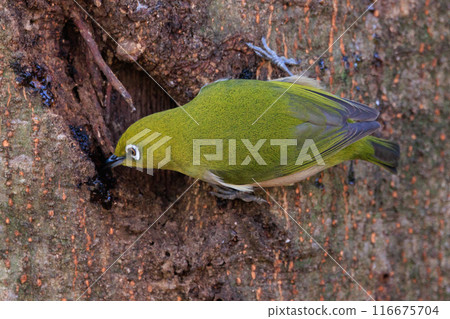 A white-eye bird with a beautiful green body and white glasses that can be mistaken for a warbler. A white-eye bird with a beautiful green body and white glasses that can be mistaken for a warbler. 116675704
