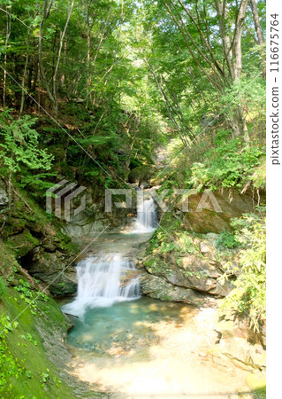 新鮮的綠色和瀑布 116675764