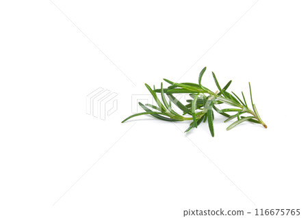 Rosemary sprig flowering isolated on white background. Aromatic evergreen shrub 116675765