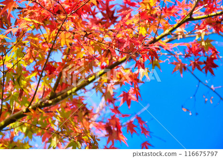Beautiful autumn leaves at the gardens of the former Rikakuin Temple in Ohara, Jikko-in (Sakyo Ward, Kyoto City) Beautiful autumn leaves at the gardens of the former Rikakuin Temple in Ohara, Jikko-in (Sakyo Ward, Kyoto City) 116675797