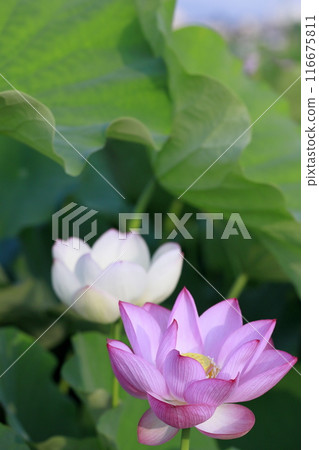 日本的蓮花 116675811