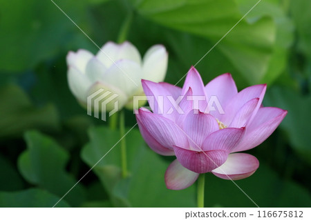 Lotus in Japan 116675812