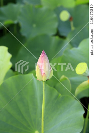 Lotus in Japan Lotus in Japan 116675819