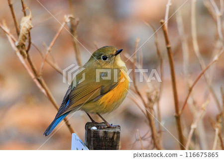 A popular winter bird, the young male Blue-and-White flycatcher, clad in sapphire and orange. A popular winter bird, the young male Blue-and-White flycatcher, clad in sapphire and orange. 116675865