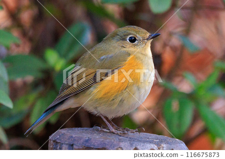 A popular winter bird, the young male Blue-and-White flycatcher, clad in sapphire and orange. A popular winter bird, the young male Blue-and-White flycatcher, clad in sapphire and orange. 116675873