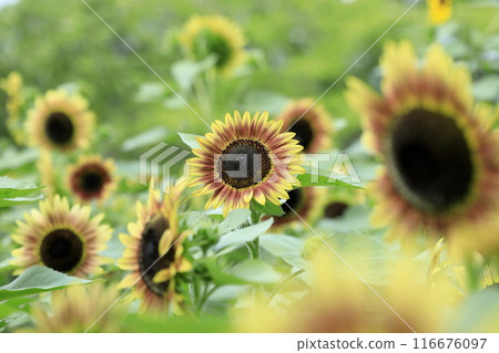 Midsummer Sunflower 116676097