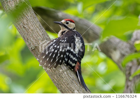 大斑啄木鳥在樹枝上曬日光浴 大斑啄木鳥在樹枝上曬日光浴 116676324