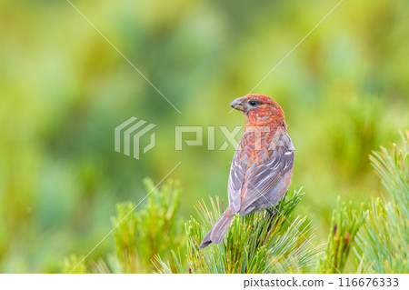 Ginzan Machico停在Pinus longuma Ginzan Machico停在Pinus longuma 116676333