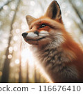 Fox 116676410