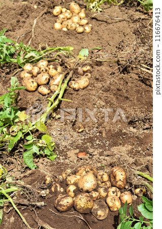 Harvesting of potato (Kitaka kari) Harvesting of potato (Kitaka kari) 116676413