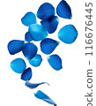 Falling blue rose petals 116676445