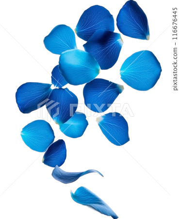 Falling blue rose petals 116676445