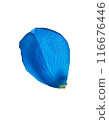 Falling blue rose petals 116676446