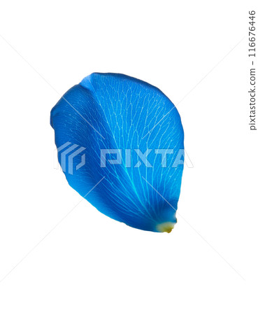 Falling blue rose petals 116676446