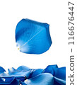 Falling blue rose petals 116676447