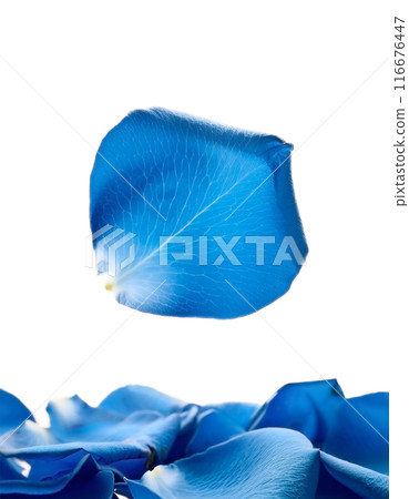 Falling blue rose petals 116676447